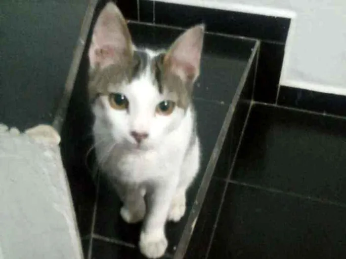 Gato ra a Branco com cinza idade 2 a 6 meses nome Mimoso
