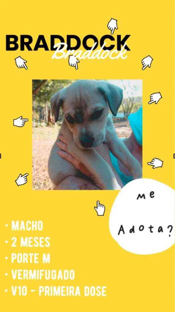 Cachorro ra a SRD idade 2 a 6 meses nome Braddock filhote