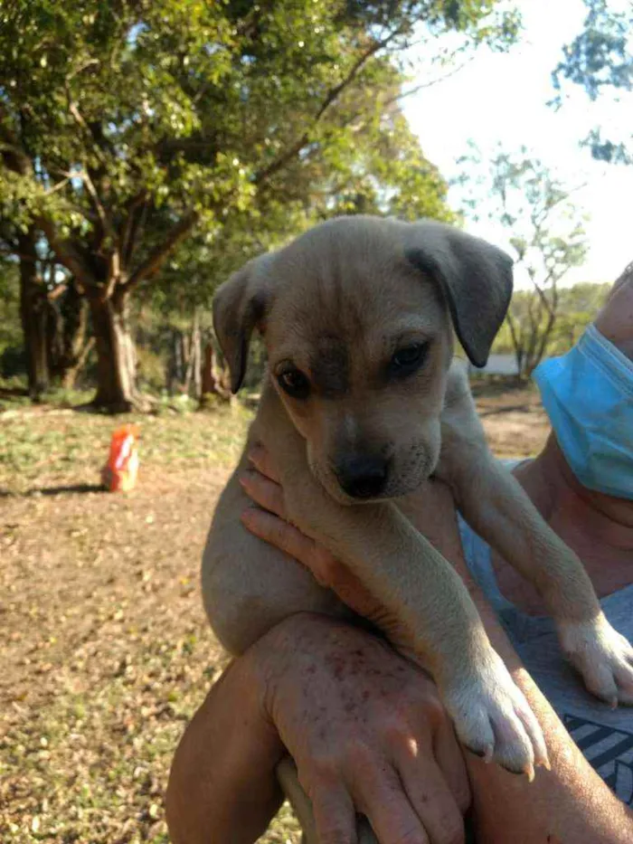 Cachorro ra a SRD idade 2 a 6 meses nome Braddock filhote