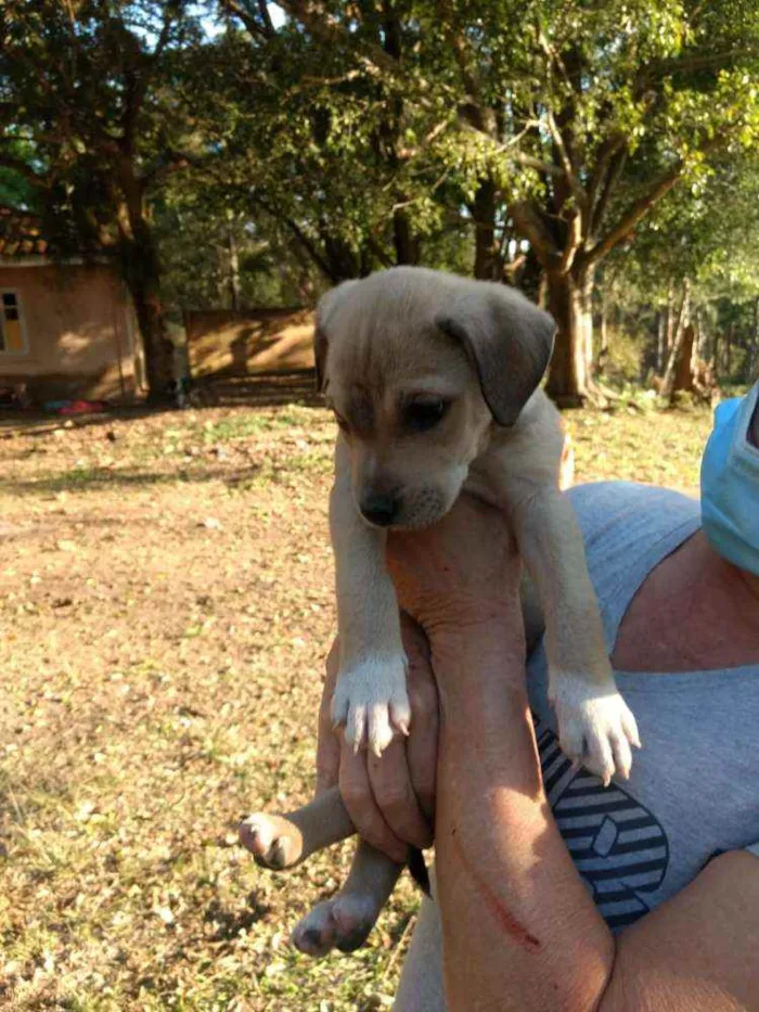 Cachorro ra a SRD idade 2 a 6 meses nome Braddock filhote