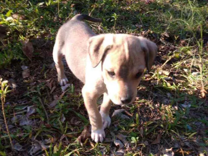 Cachorro ra a SRD idade 2 a 6 meses nome Braddock filhote
