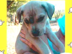 Cachorro raça SRD idade 2 a 6 meses nome Braddock filhote 