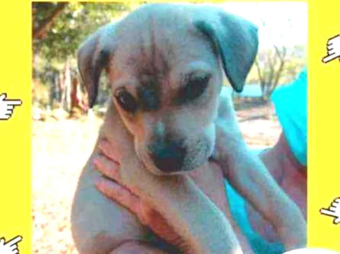 Cachorro ra a SRD idade 2 a 6 meses nome Braddock filhote