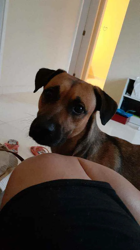 Cachorro ra a Srd idade 2 anos nome Leopoldo