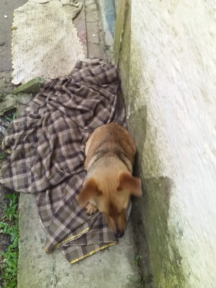 Cachorro ra a Vira-lata idade 1 ano nome Scoby