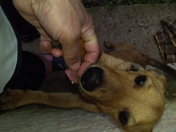 Cachorro ra a Vira-lata idade 1 ano nome Scoby