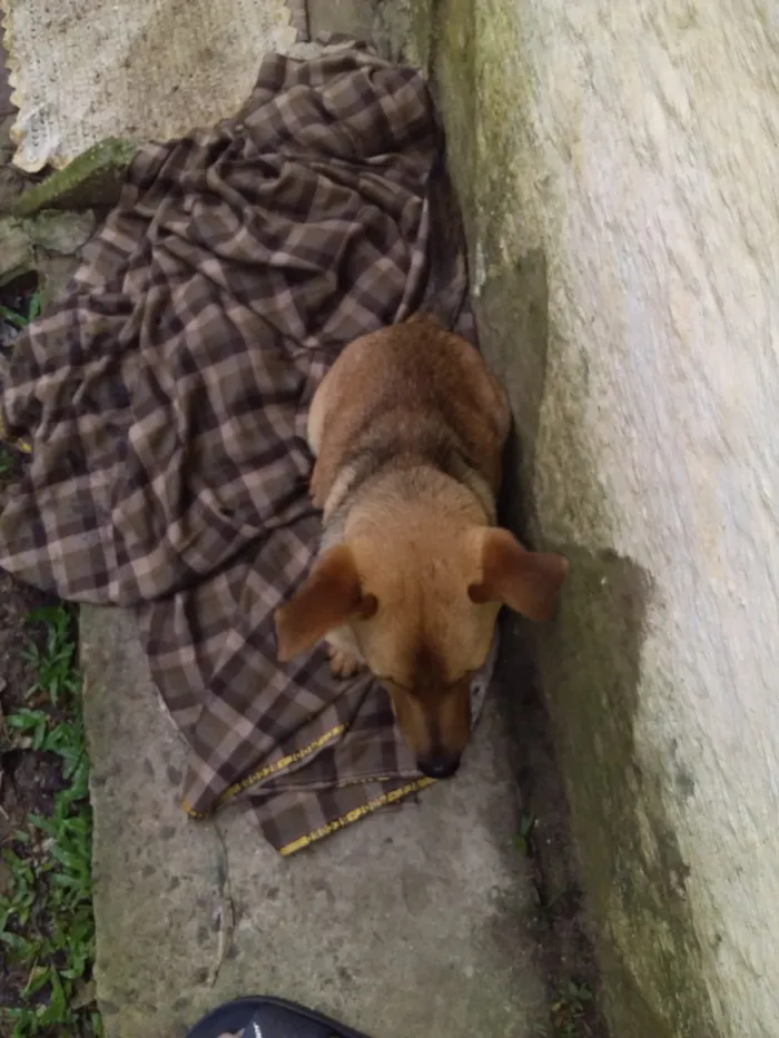 Cachorro ra a Vira-lata idade 1 ano nome Scoby