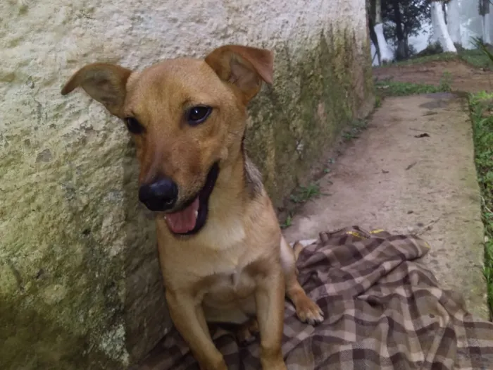 Cachorro ra a Vira-lata idade 1 ano nome Scoby