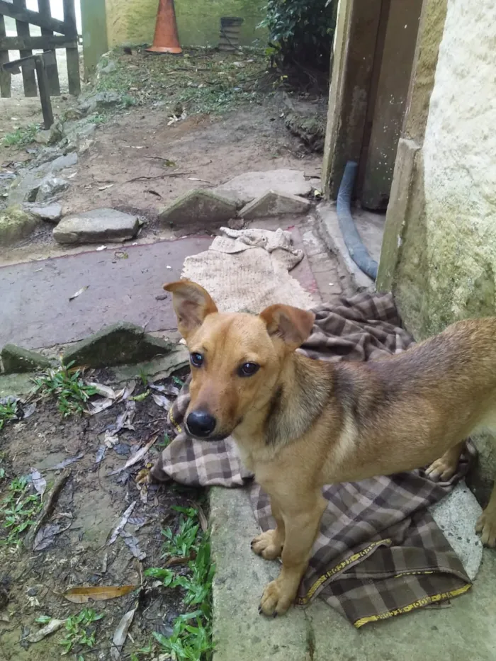 Cachorro ra a Vira-lata idade 1 ano nome Scoby