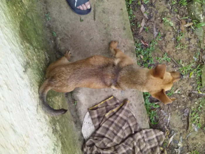 Cachorro ra a Vira-lata idade 1 ano nome Scoby