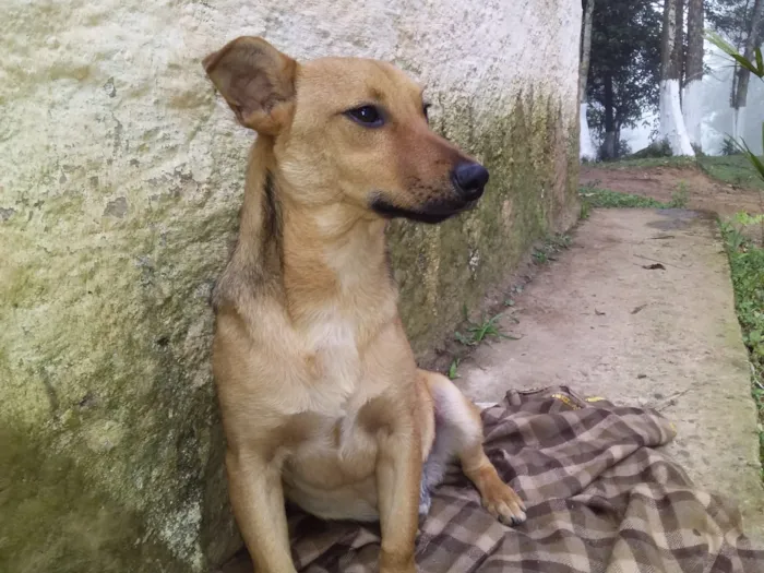 Cachorro ra a Vira-lata idade 1 ano nome Scoby