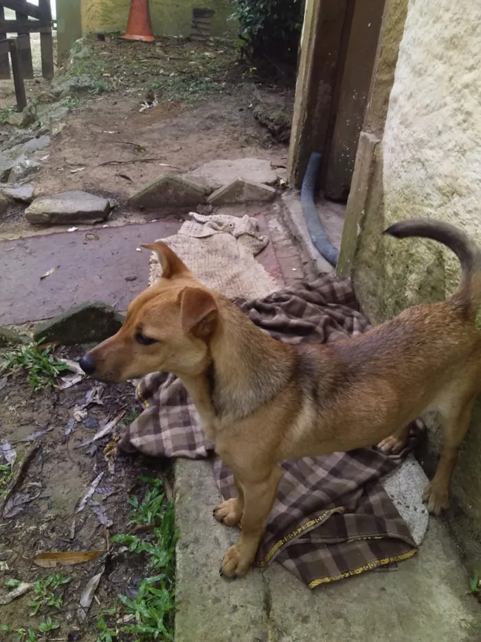 Cachorro ra a Vira-lata idade 1 ano nome Scoby