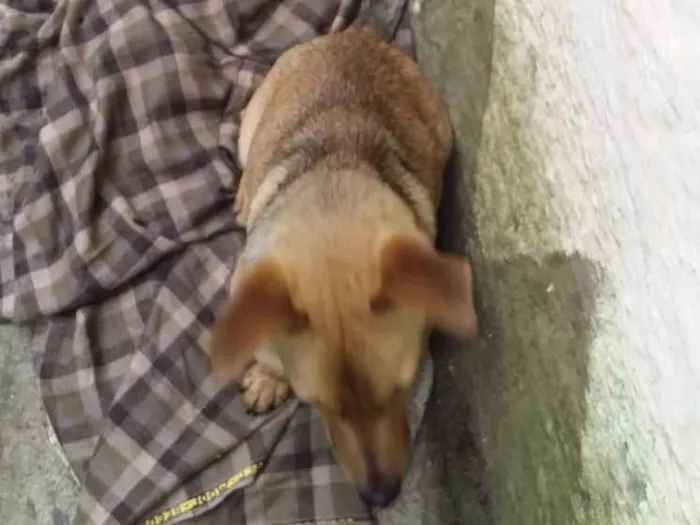 Cachorro ra a Vira-lata idade 1 ano nome Scoby