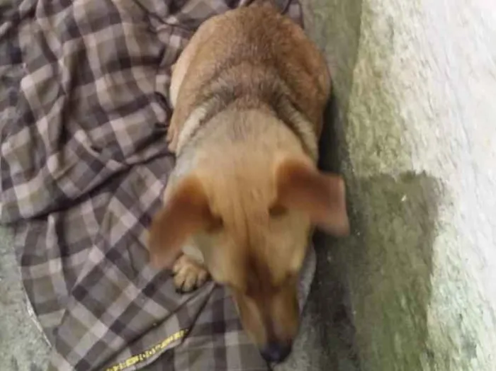 Cachorro ra a Vira-lata idade 1 ano nome Scoby