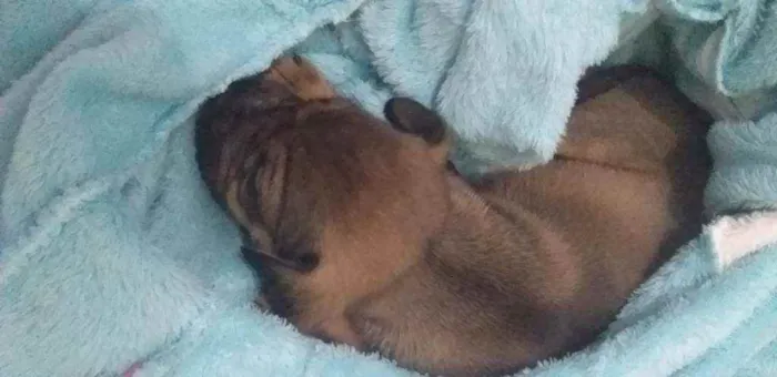 Cachorro ra a Vira lata idade Abaixo de 2 meses nome Akira