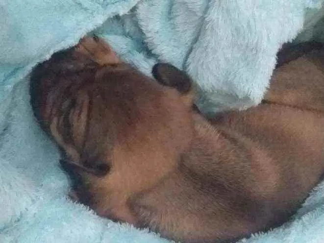 Cachorro ra a Vira lata idade Abaixo de 2 meses nome Akira