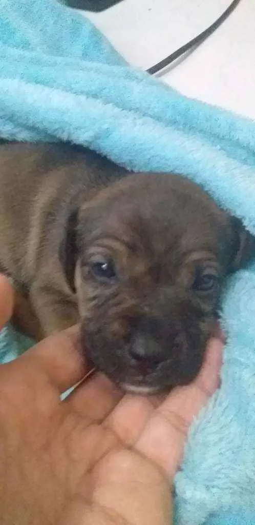 Cachorro ra a Vira lata idade Abaixo de 2 meses nome Akira