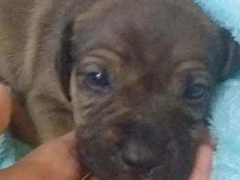 Cachorro ra a Vira lata idade Abaixo de 2 meses nome Akira