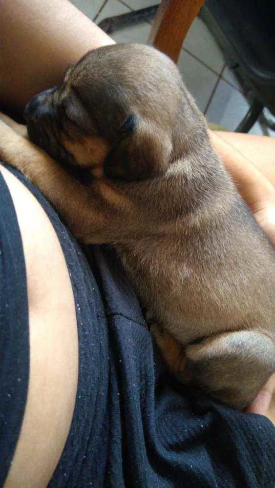 Cachorro ra a Vira lata idade Abaixo de 2 meses nome Akira
