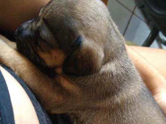 Cachorro ra a Vira lata idade Abaixo de 2 meses nome Akira