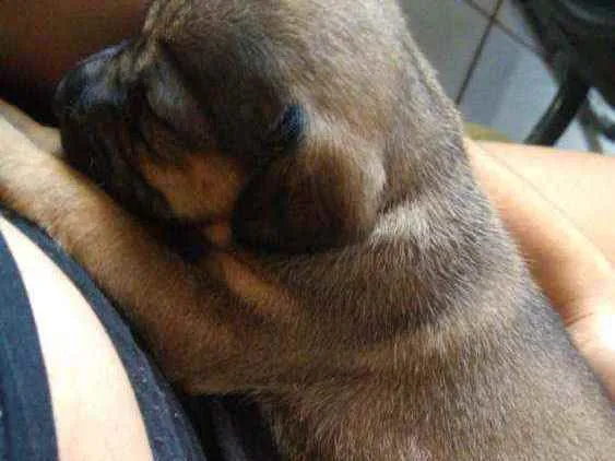 Cachorro ra a Vira lata idade Abaixo de 2 meses nome Akira