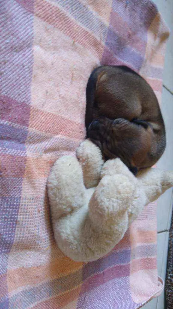 Cachorro ra a Vira lata idade Abaixo de 2 meses nome Akira