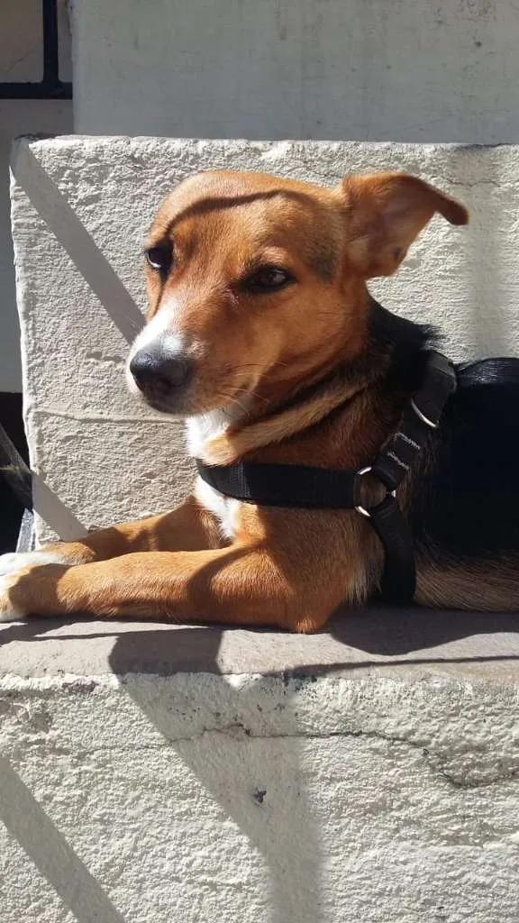 Cachorro ra a SRD-ViraLata idade 1 ano nome NinaBaixinha