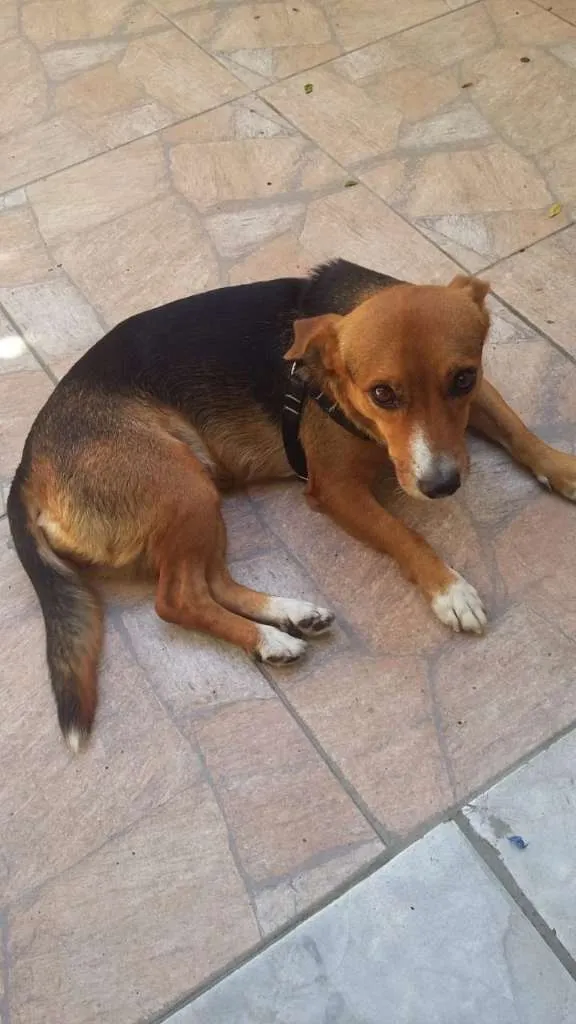 Cachorro ra a SRD-ViraLata idade 1 ano nome NinaBaixinha