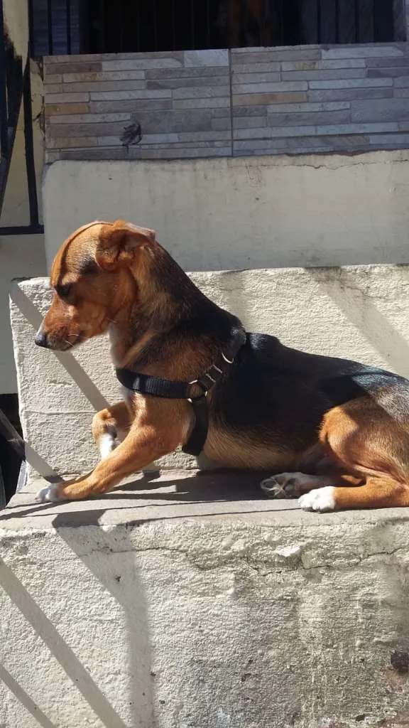 Cachorro ra a SRD-ViraLata idade 1 ano nome NinaBaixinha