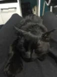 Melzinho
