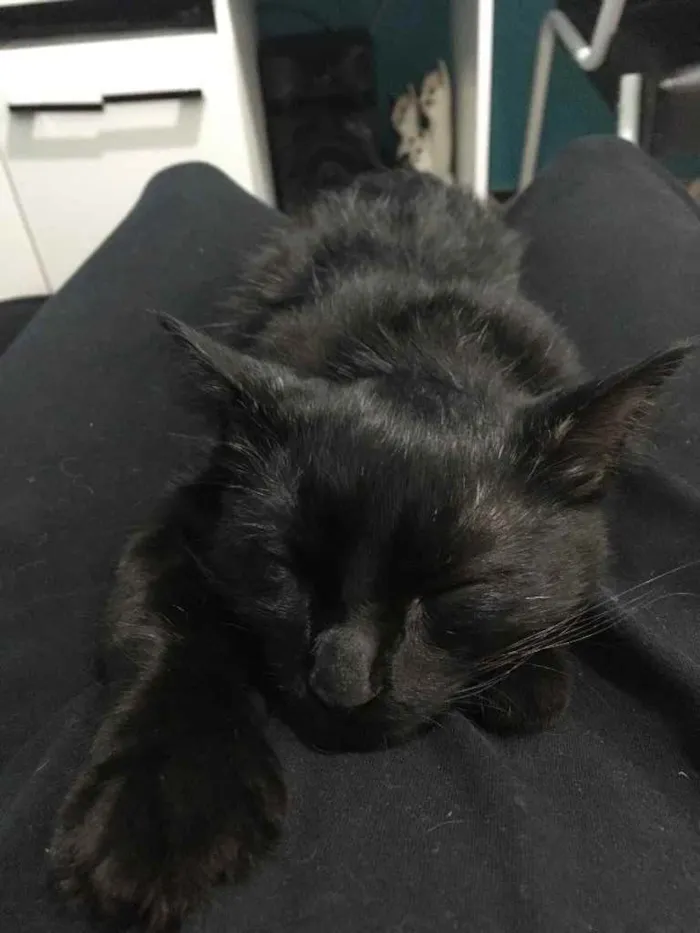 Gato ra a SRD idade 2 a 6 meses nome Melzinho