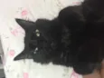 Melzinho