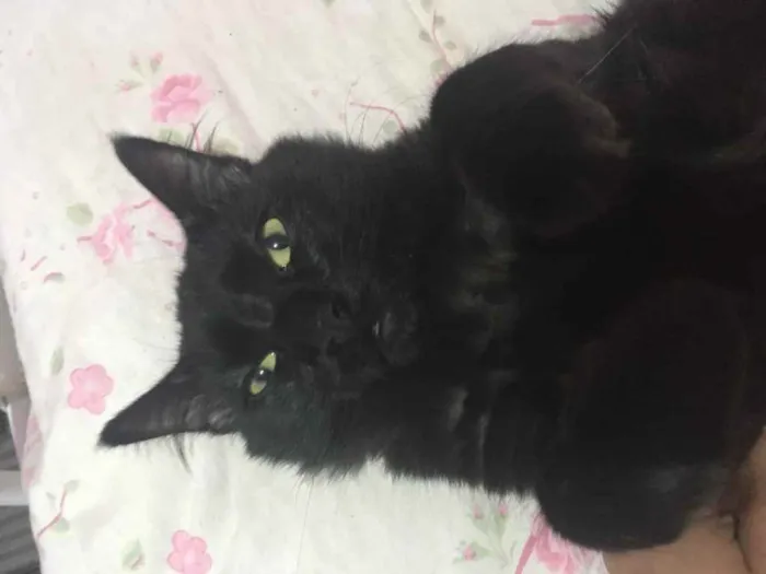 Gato ra a SRD idade 2 a 6 meses nome Melzinho