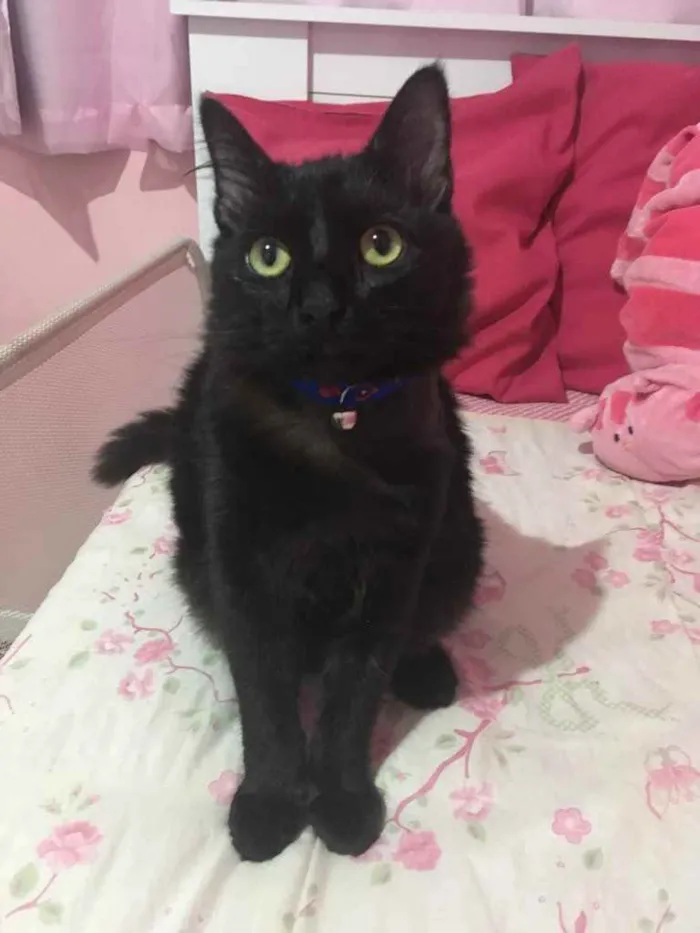 Gato ra a SRD idade 2 a 6 meses nome Melzinho