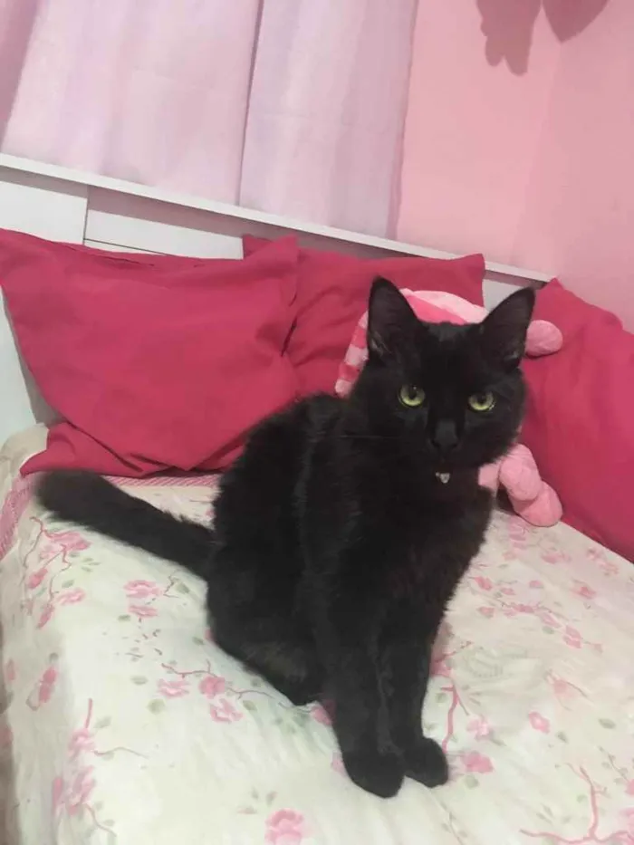 Gato ra a SRD idade 2 a 6 meses nome Melzinho