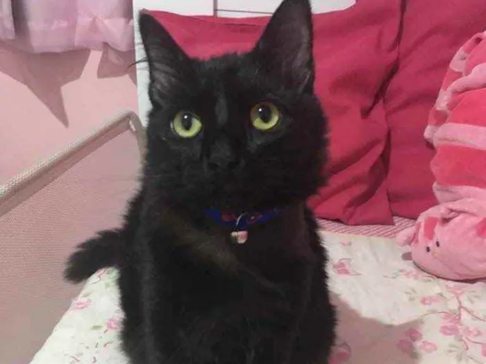 Gato ra a SRD idade 2 a 6 meses nome Melzinho