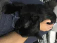Melzinho
