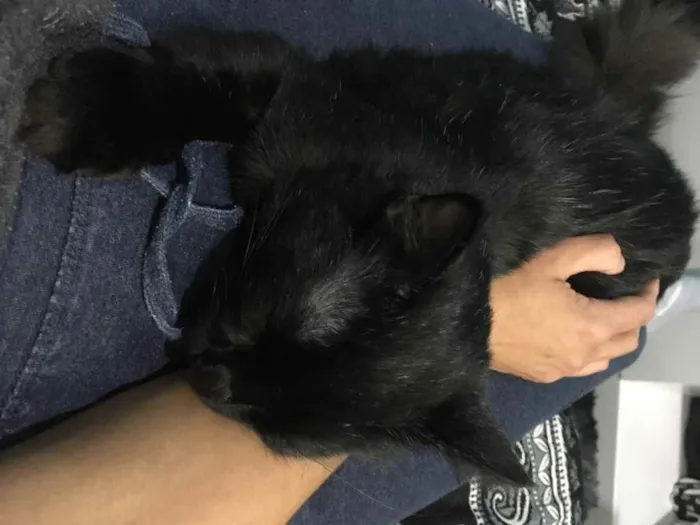 Gato ra a SRD idade 2 a 6 meses nome Melzinho