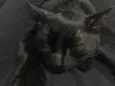 Melzinho