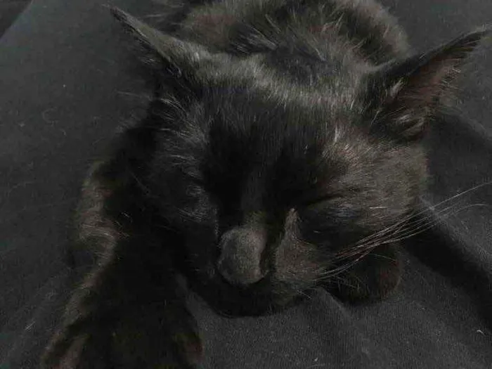 Gato ra a SRD idade 2 a 6 meses nome Melzinho