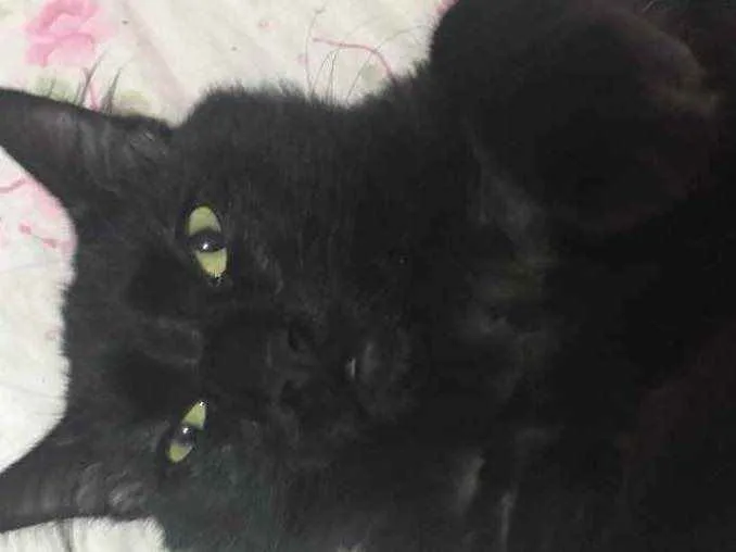 Gato ra a SRD idade 2 a 6 meses nome Melzinho