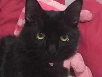 Gato ra a SRD idade 2 a 6 meses nome Melzinho