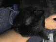 Melzinho