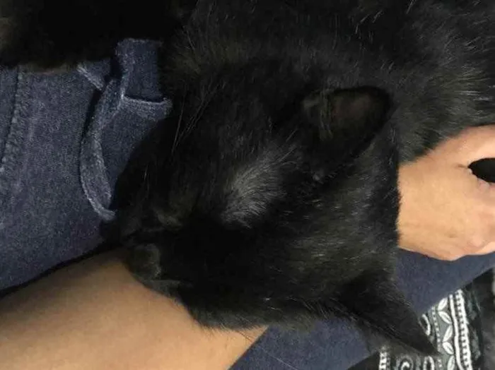 Gato ra a SRD idade 2 a 6 meses nome Melzinho