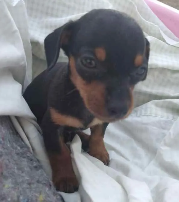 Cachorro ra a Mestiço  idade Abaixo de 2 meses nome Kiko 