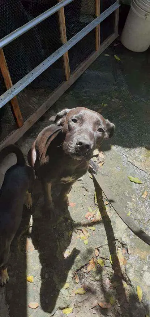 Cachorro ra a Labrador idade 7 a 11 meses nome Kiara 