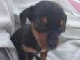Kiko 