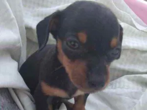 Cachorro raça Mestiço  idade Abaixo de 2 meses nome Kiko 