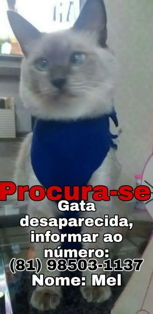 Gato ra a Siamês idade 3 anos nome Mel