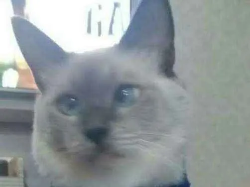 Gato ra a Siamês idade 3 anos nome Mel